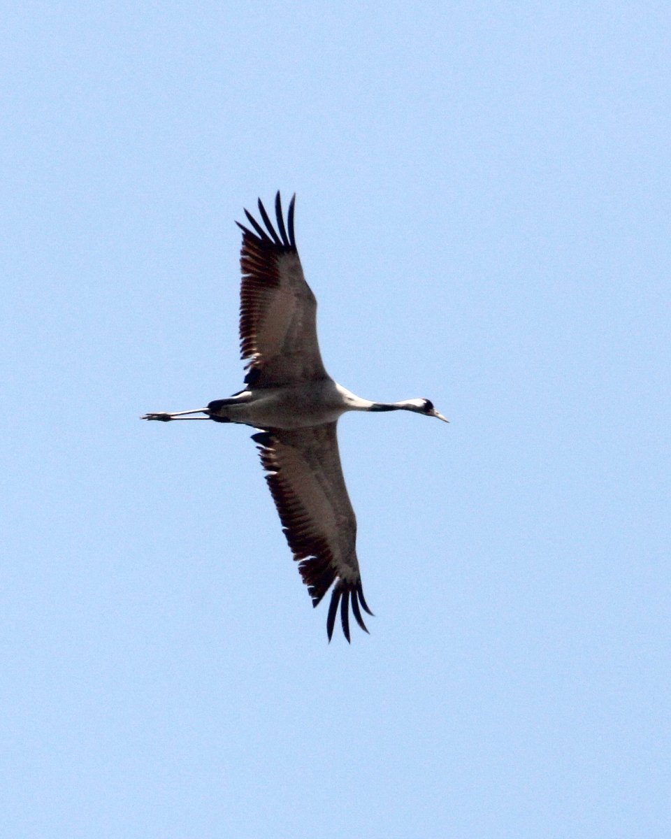 Журавль Перелетная птица
