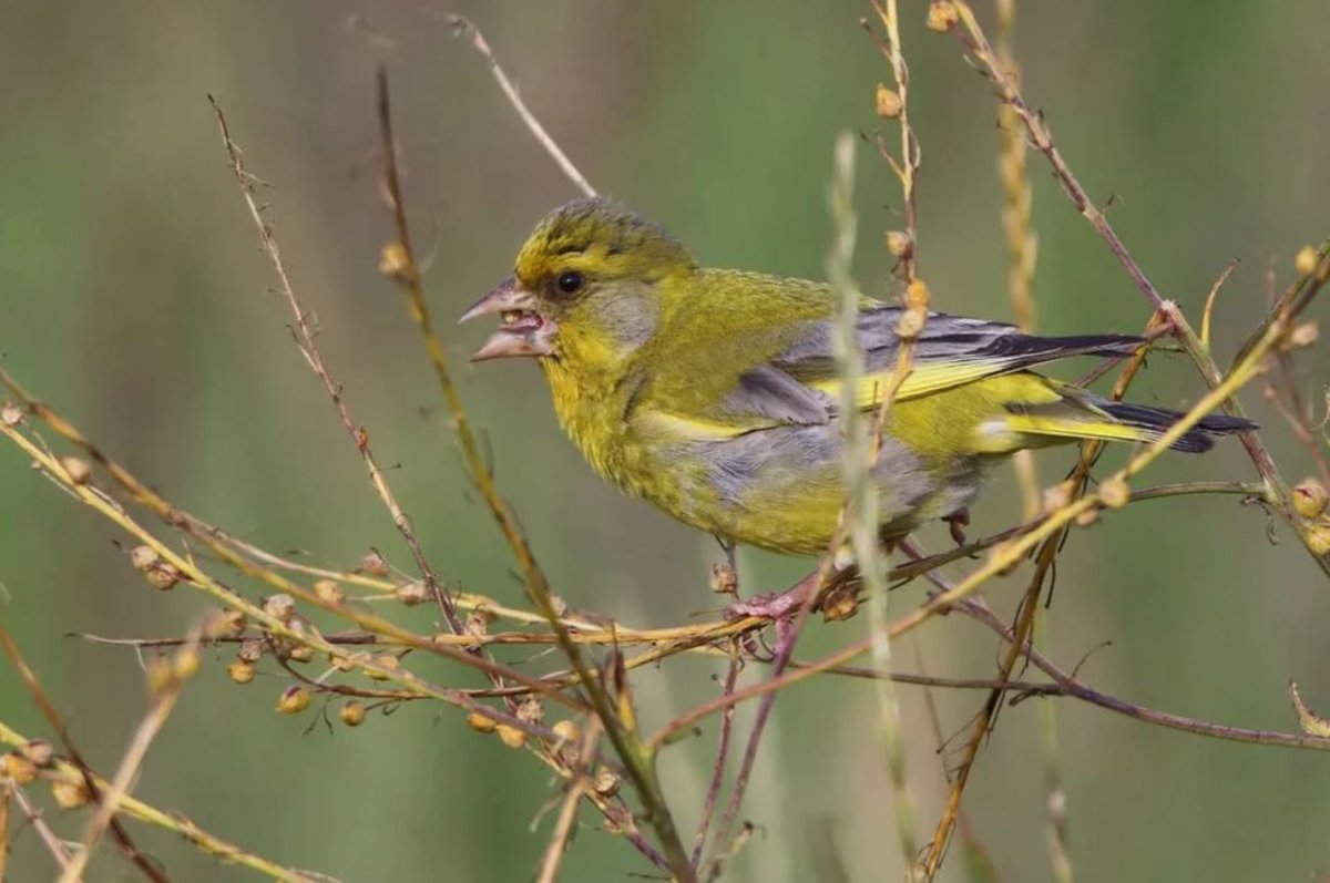 Chloris Chloris Чиж