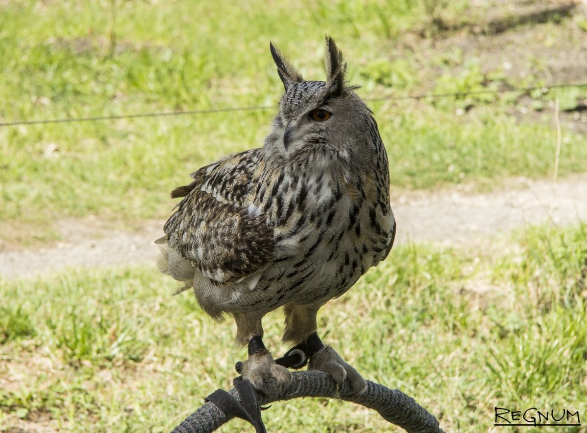 Сова Брянский заповедник