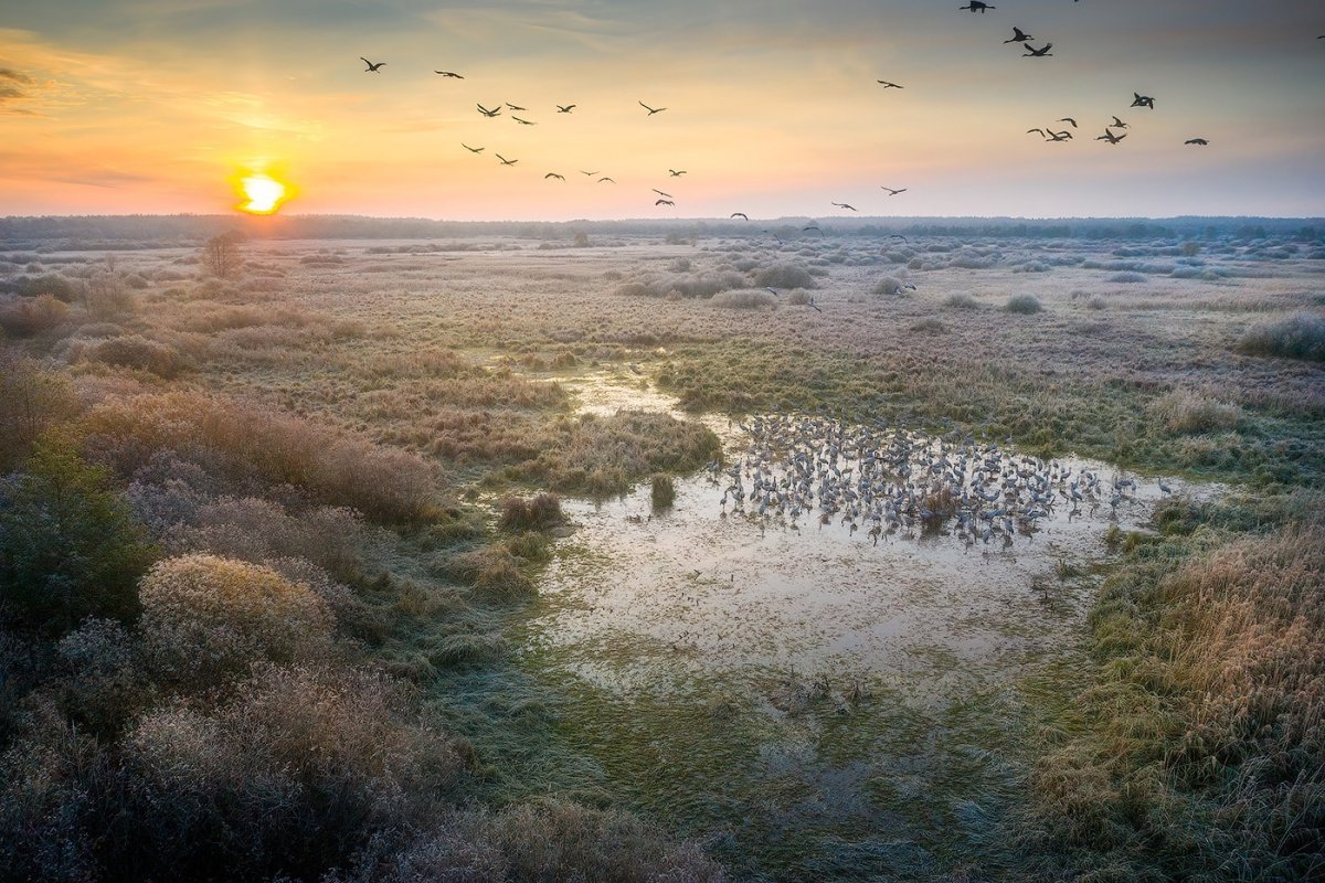 Голубев Журавли перед отлетом