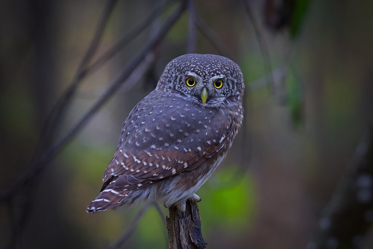 Совы Брянской области