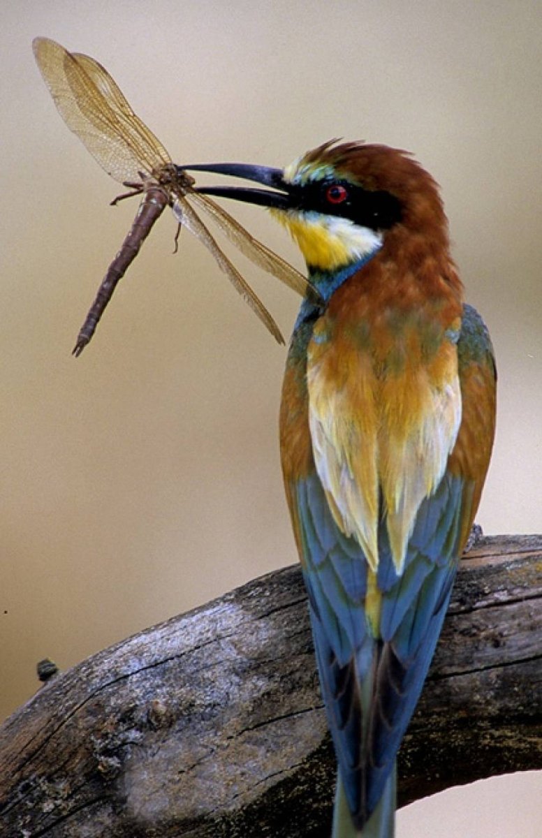 Птицы Брянского леса