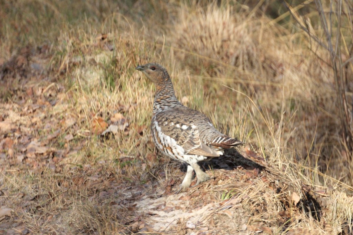 Большие птицы Брянской области