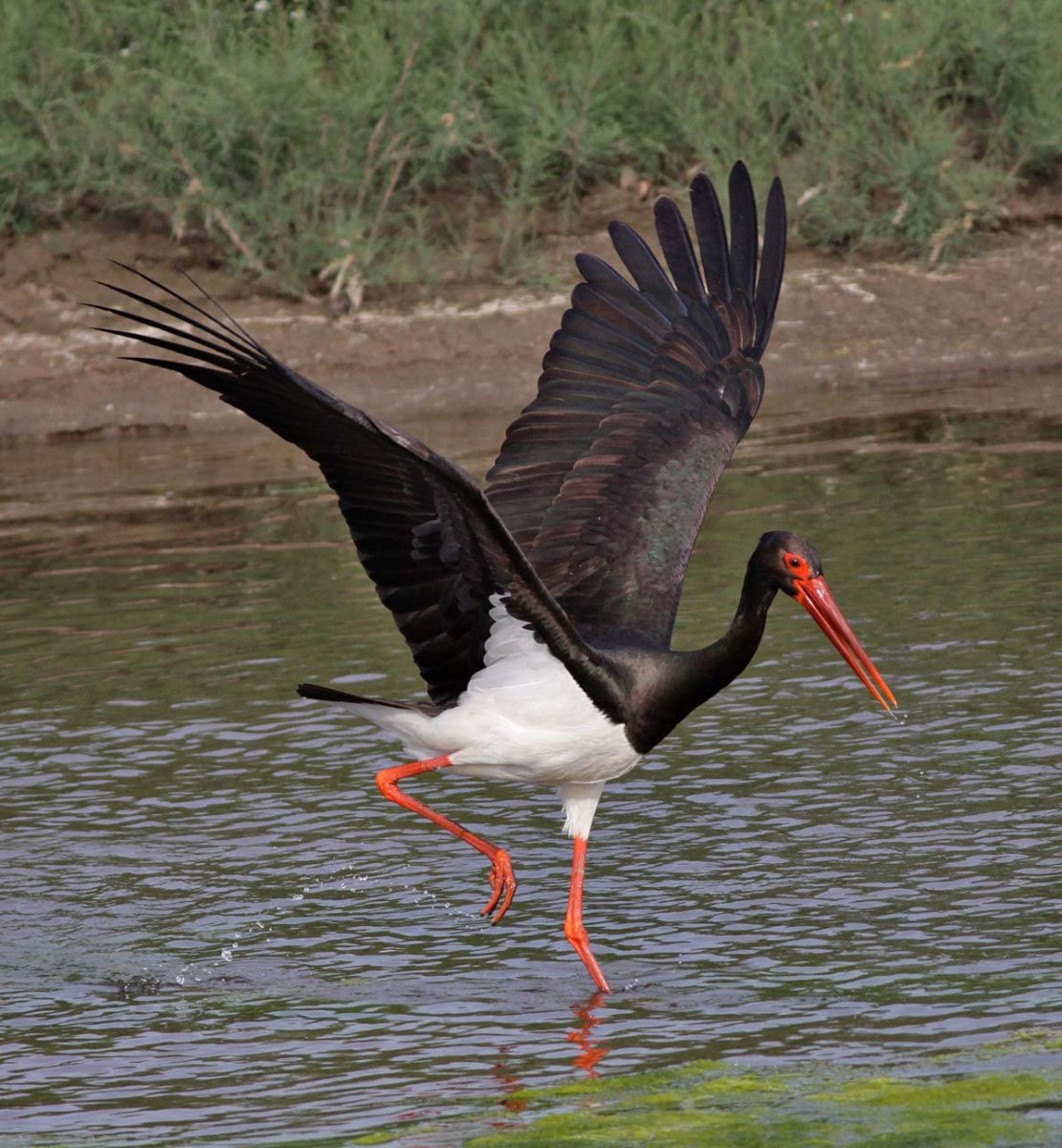 Окский заповедник черный Аист