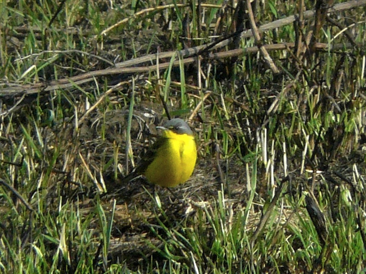 Птицы Брянской области