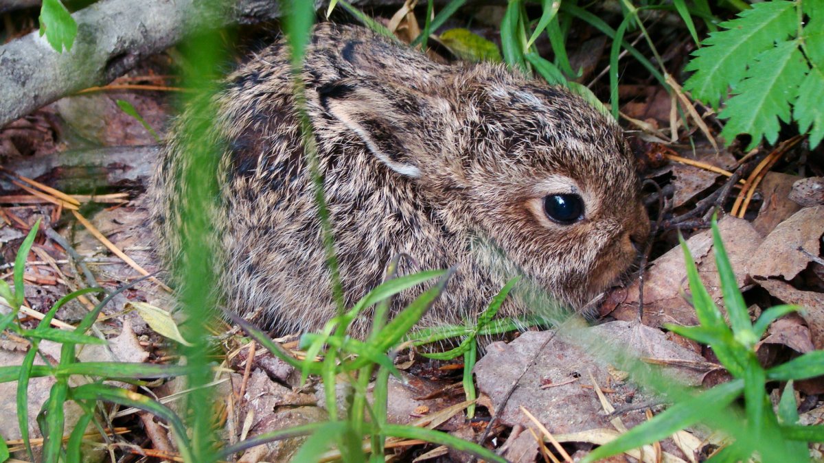 Кологривский лес заповедник