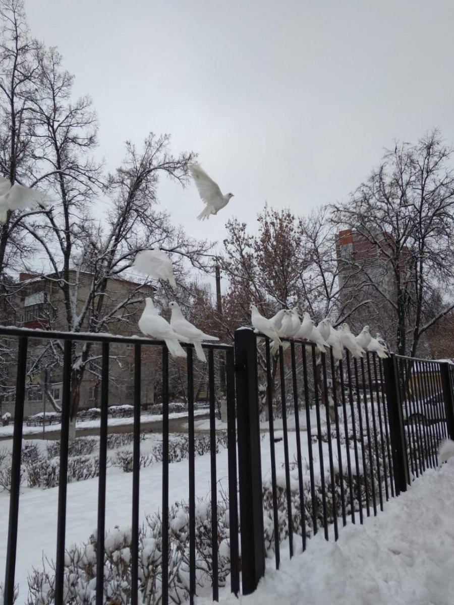 Голуби Брянска