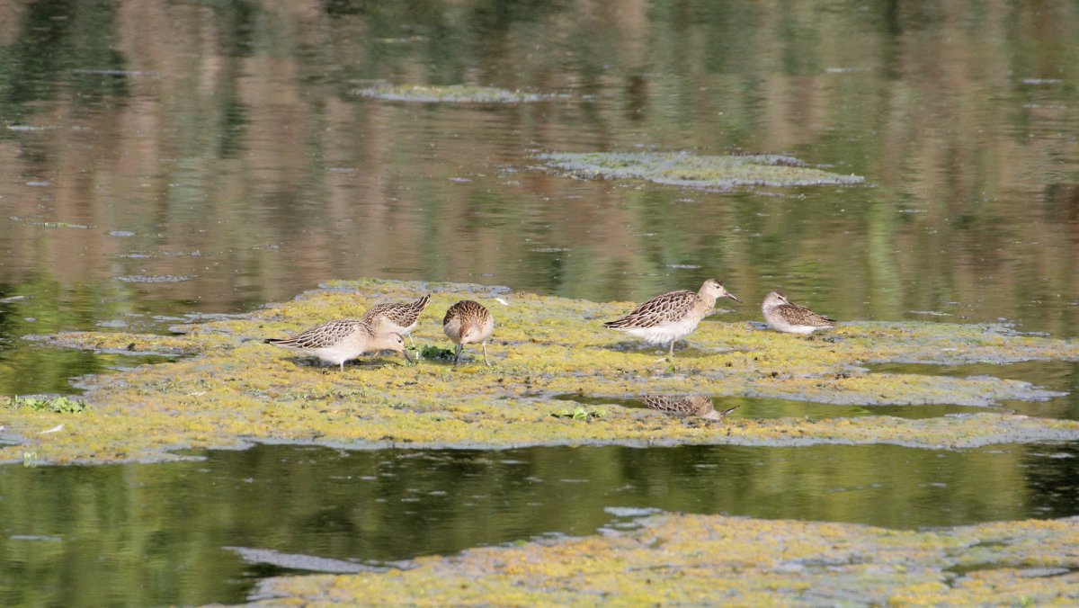 Брянский заповедник