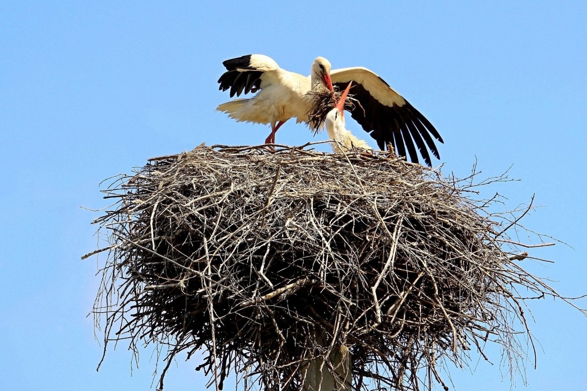 Аисты в Брянской области