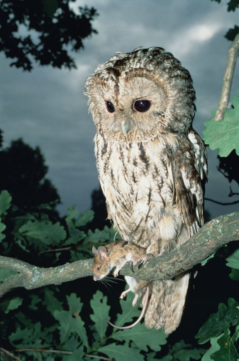 Сова серая неясыть