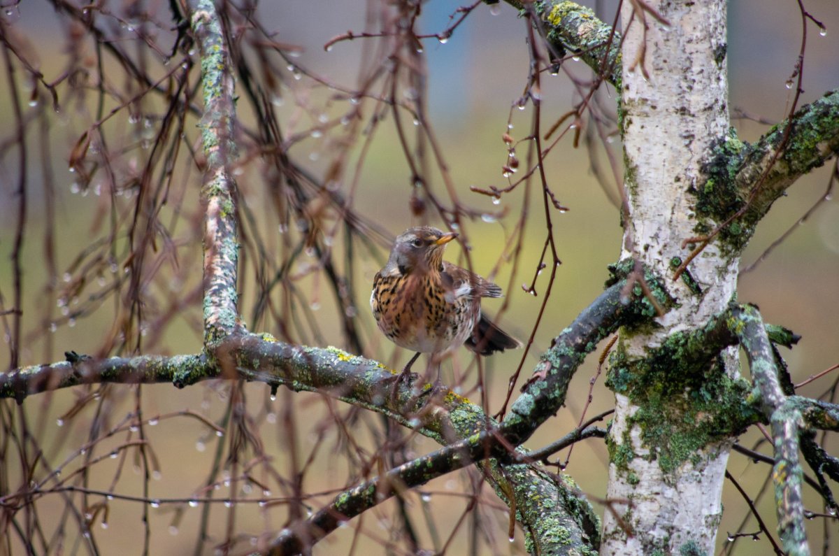 Птицы Брянска в контакте