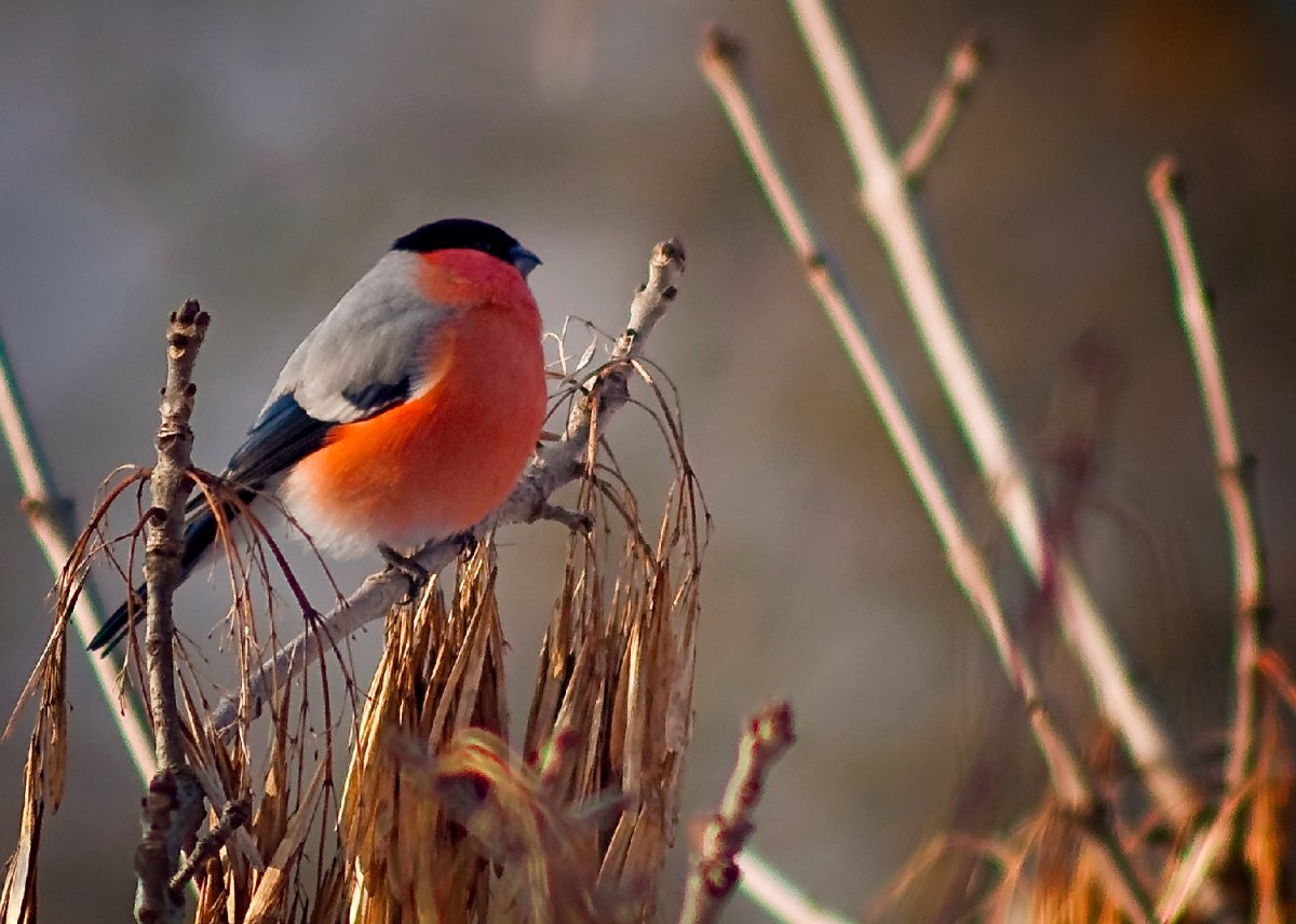 Птицы Брянского края