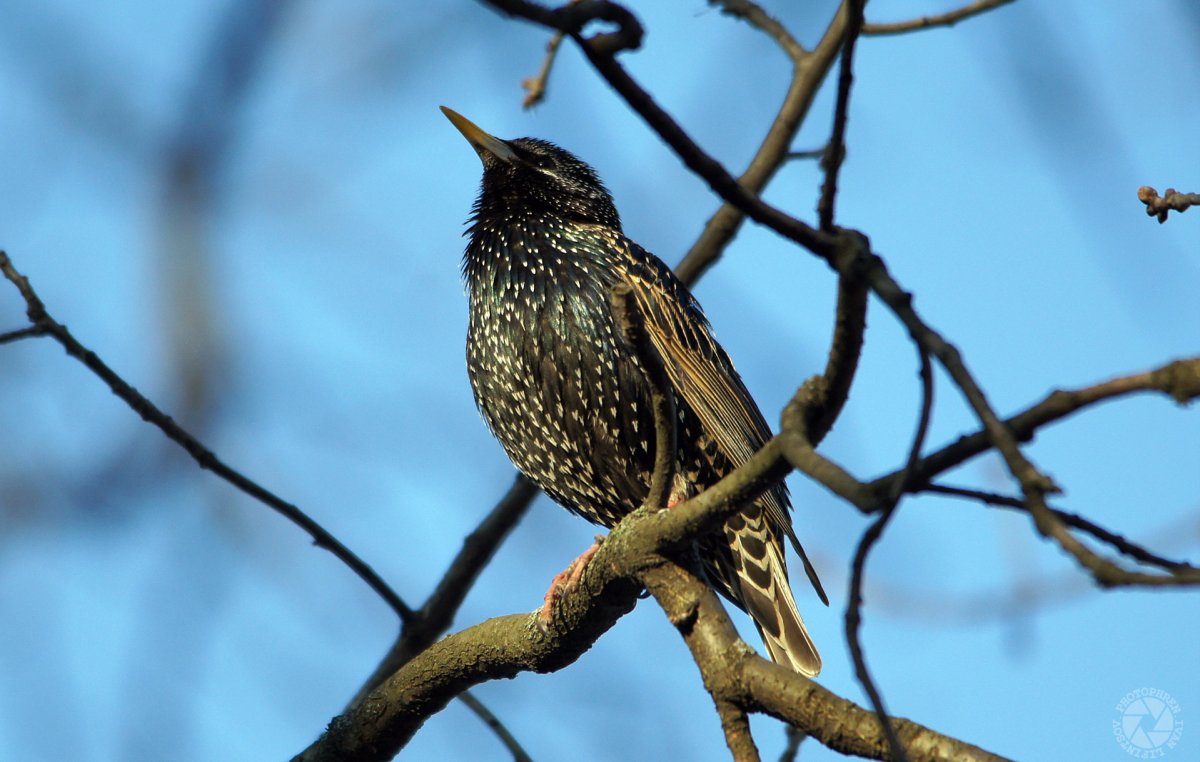 Грач и скворец