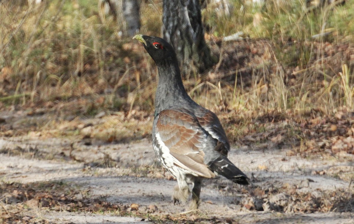 Глухарь Брянский лес