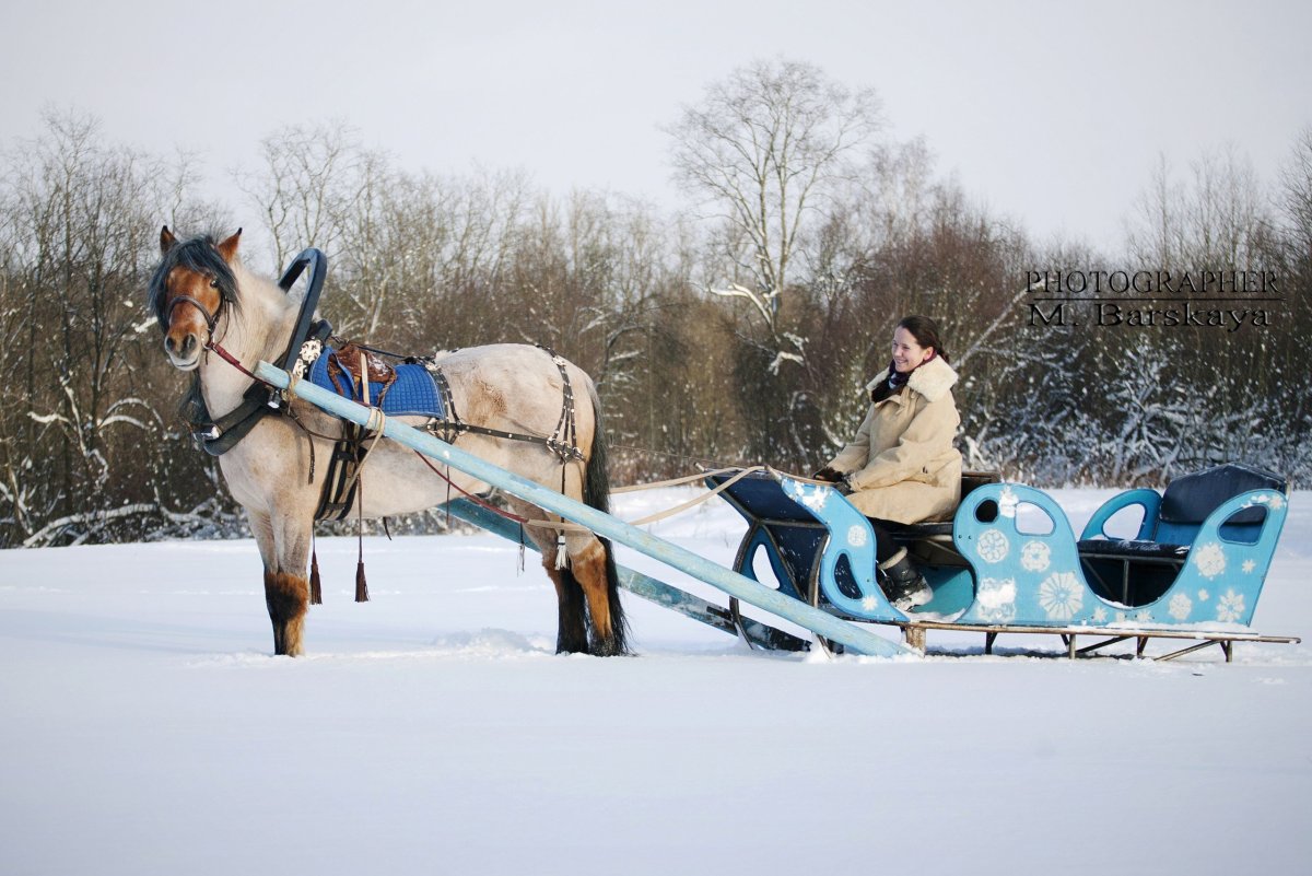 Лошадь с санями