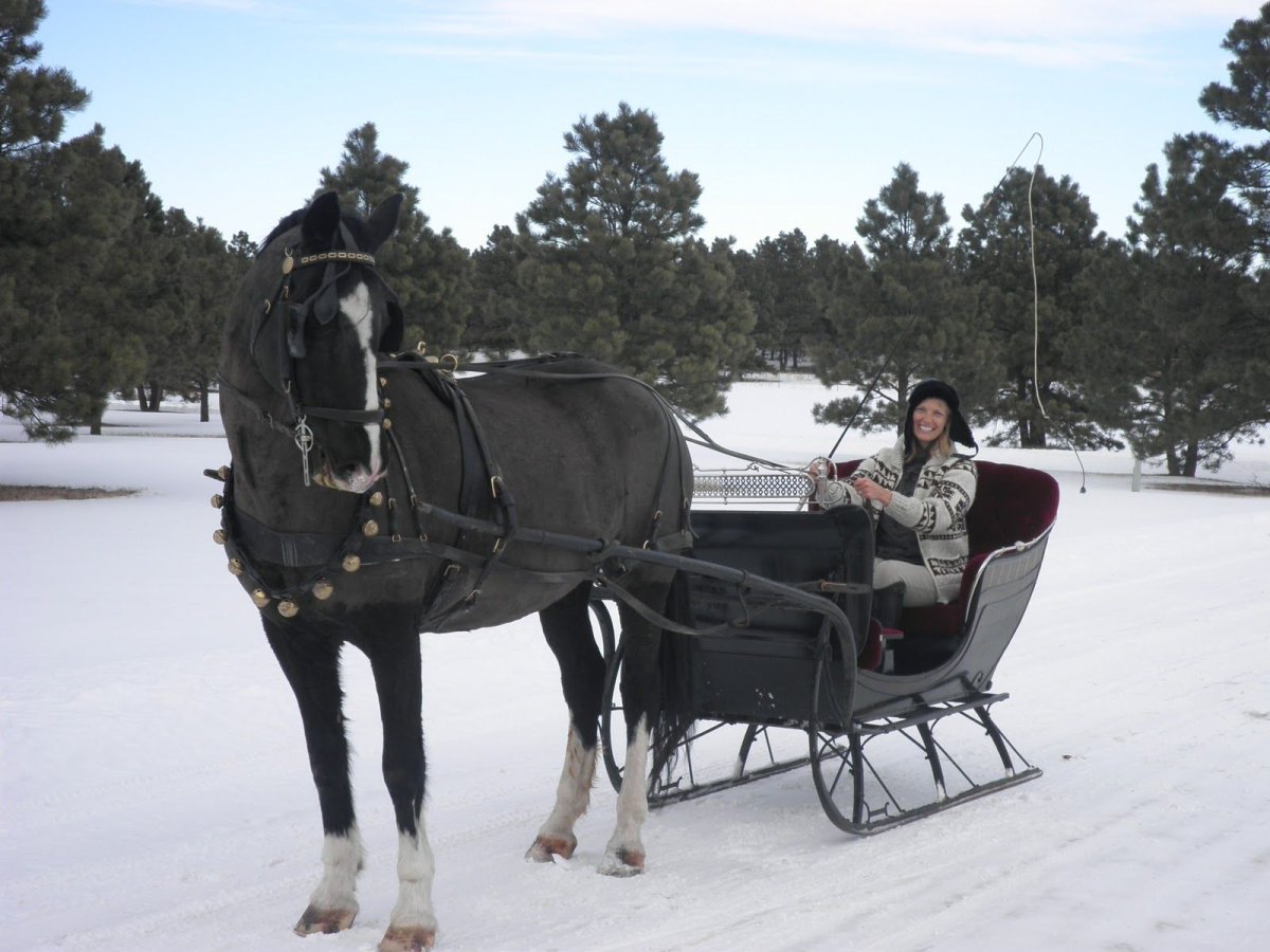 Цыганская лошадь зимой