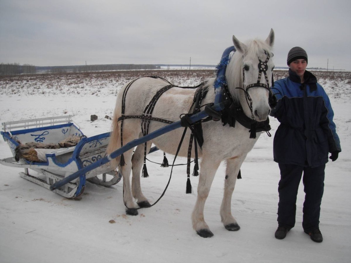Сани для лошади