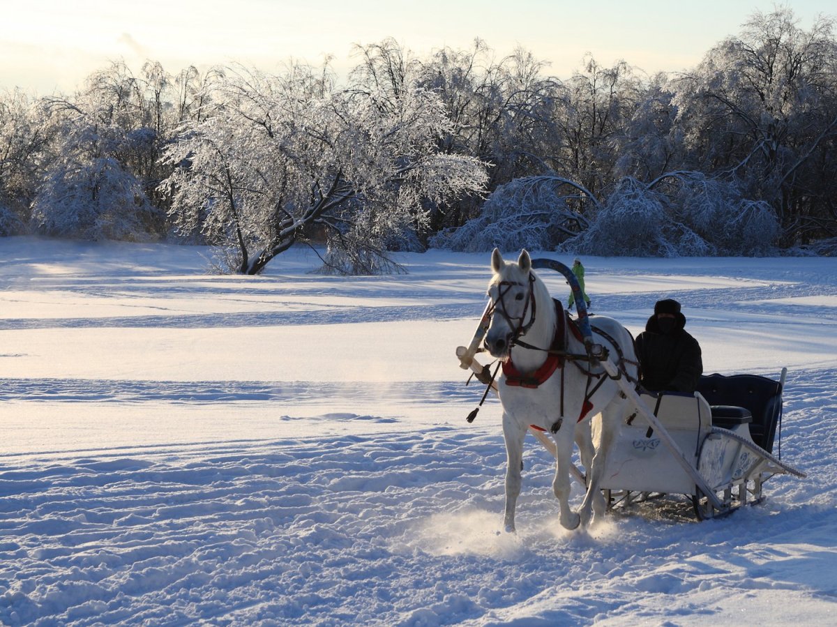 Сани с лошадью зимой