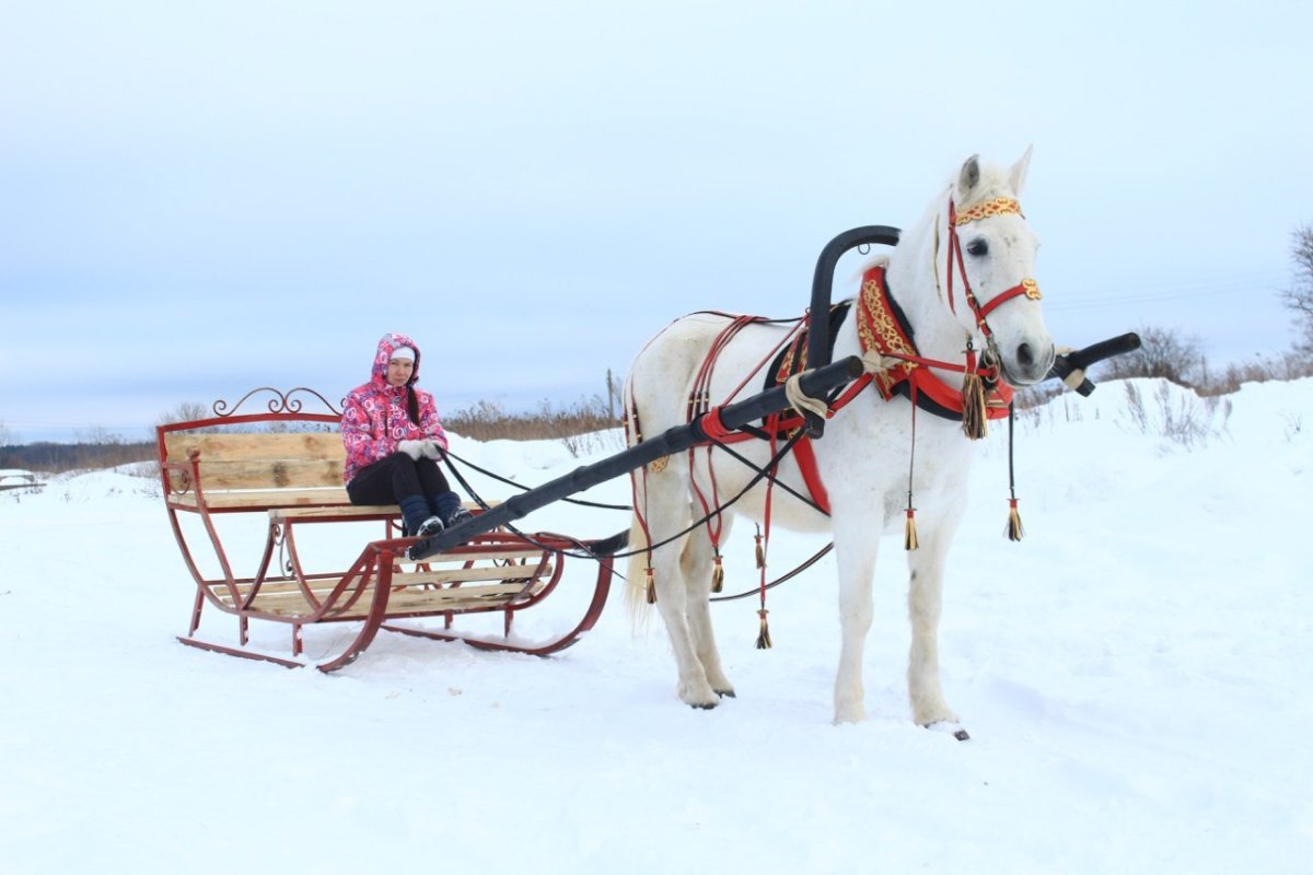 Катание в санях на пони