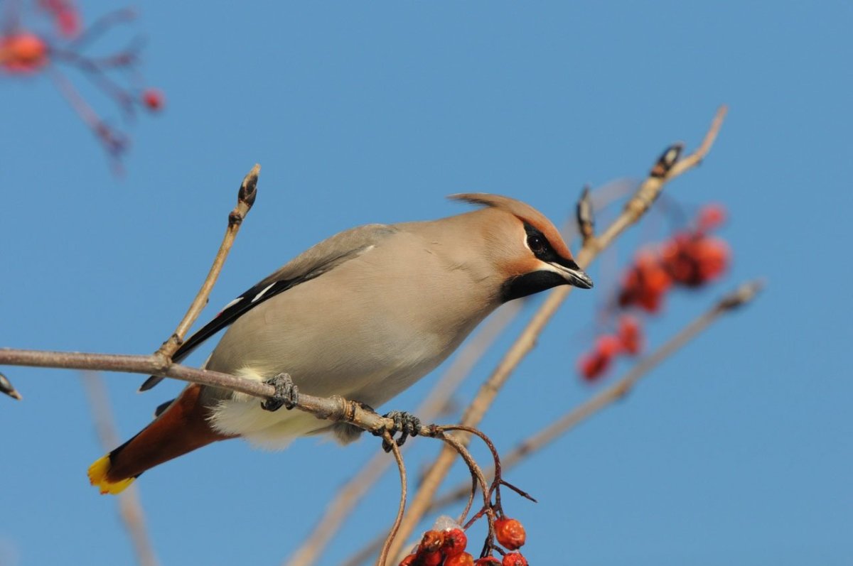 Воробьинообразные свиристели