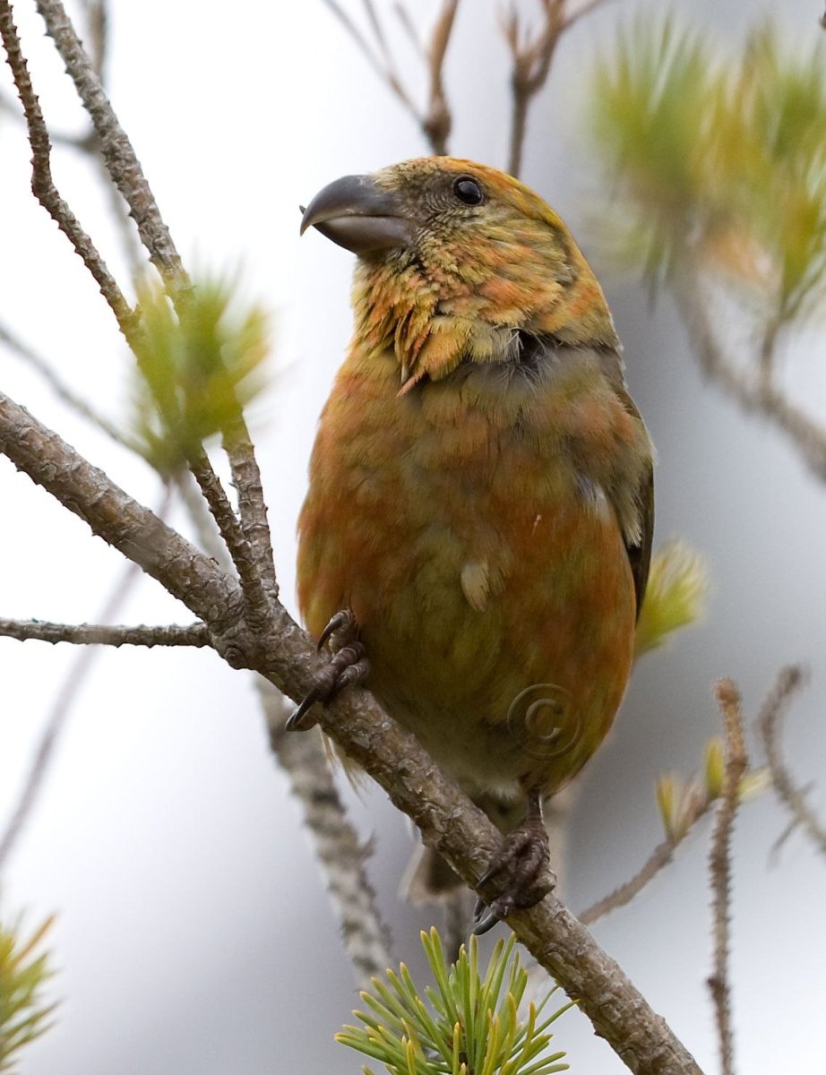 Птицы Тульской области