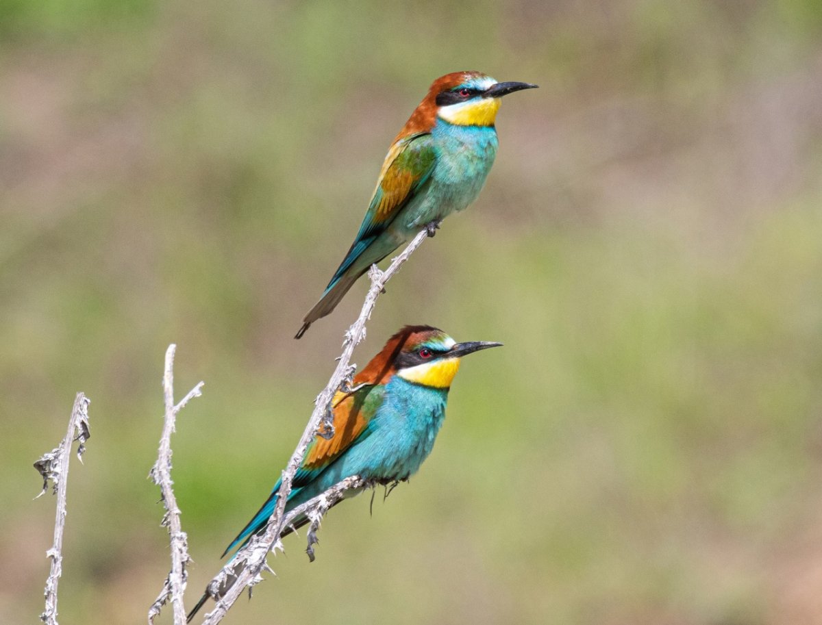 Щурка птица Калужская область