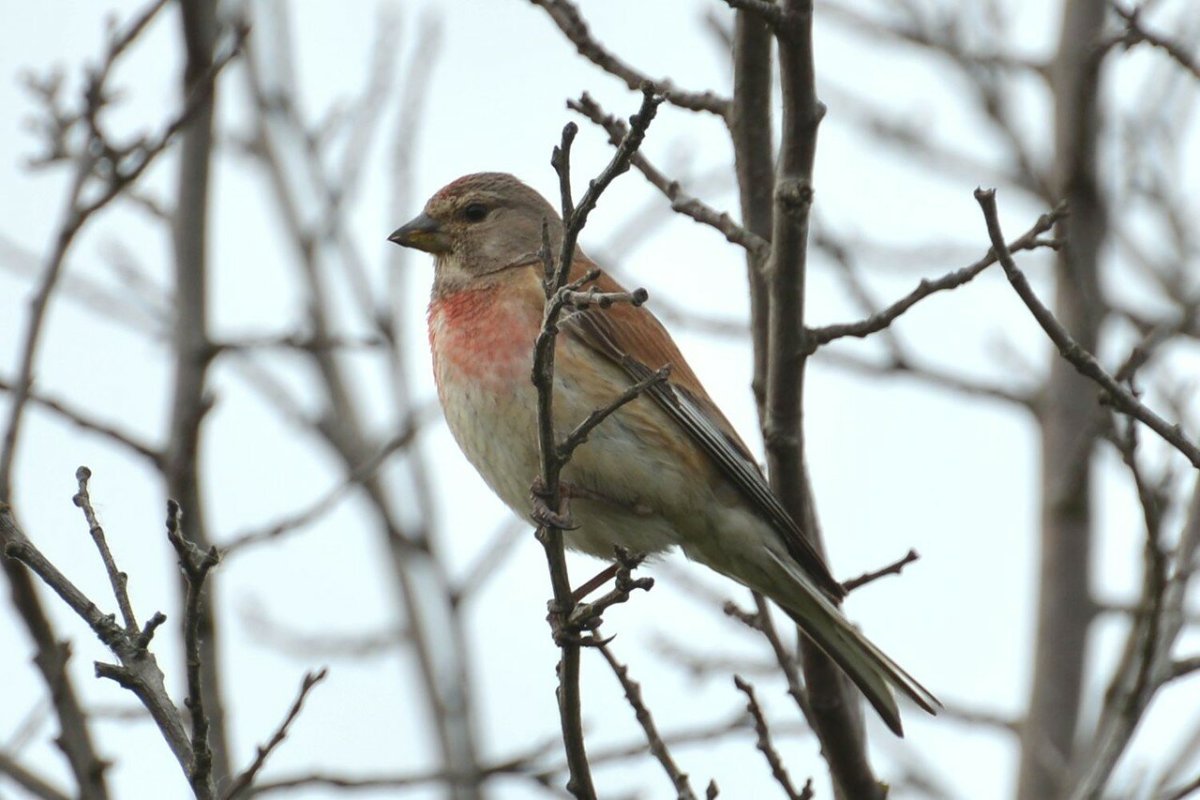 Мелкие птицы Костромской области