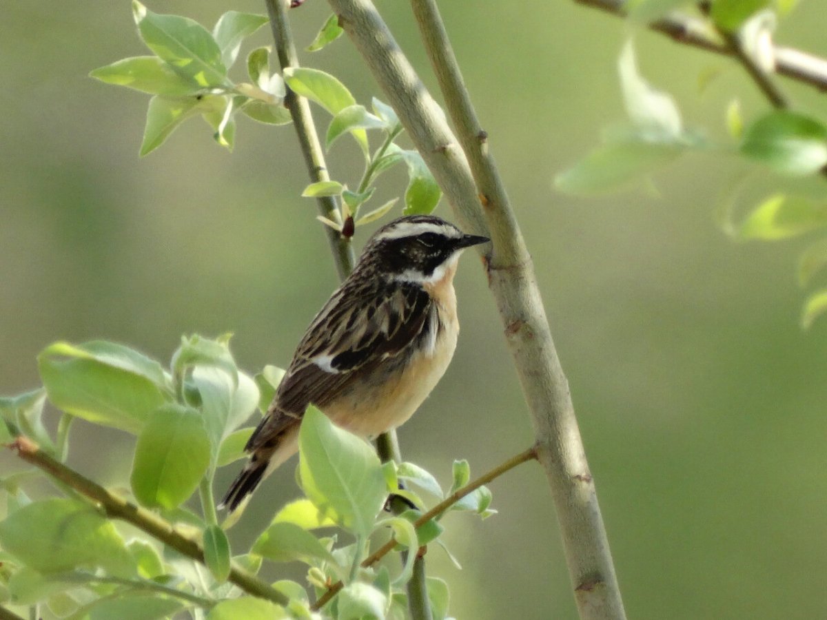 Птицы на полях Тульской области