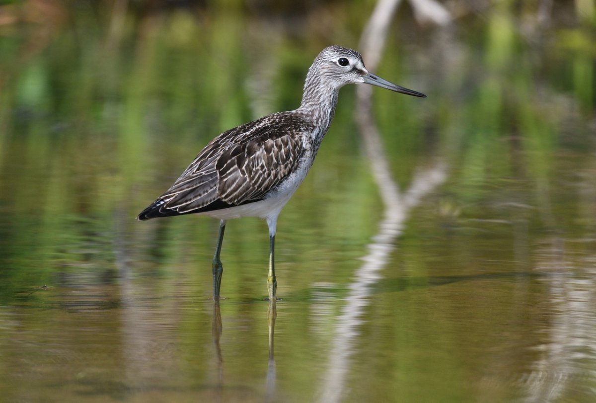 Птицы на болотах Тульской области