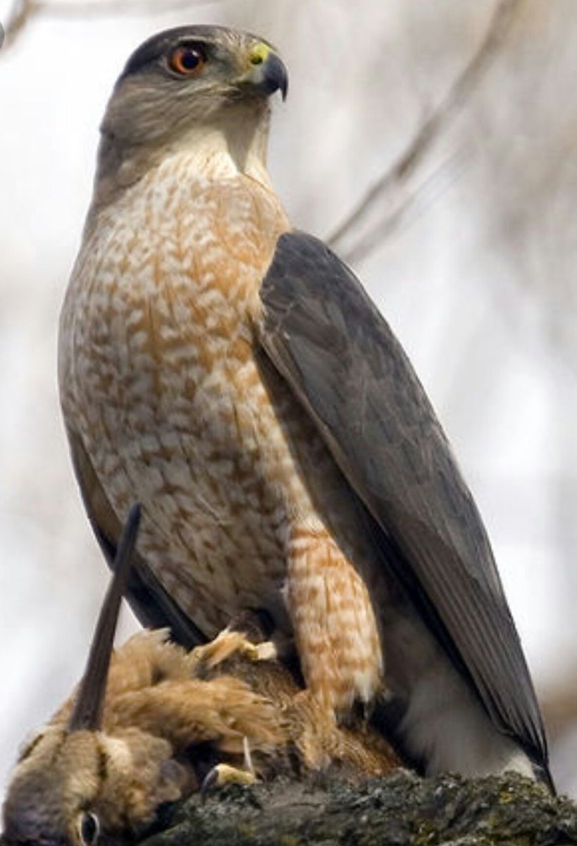 Хищные птицы Ленинградской области Сокол