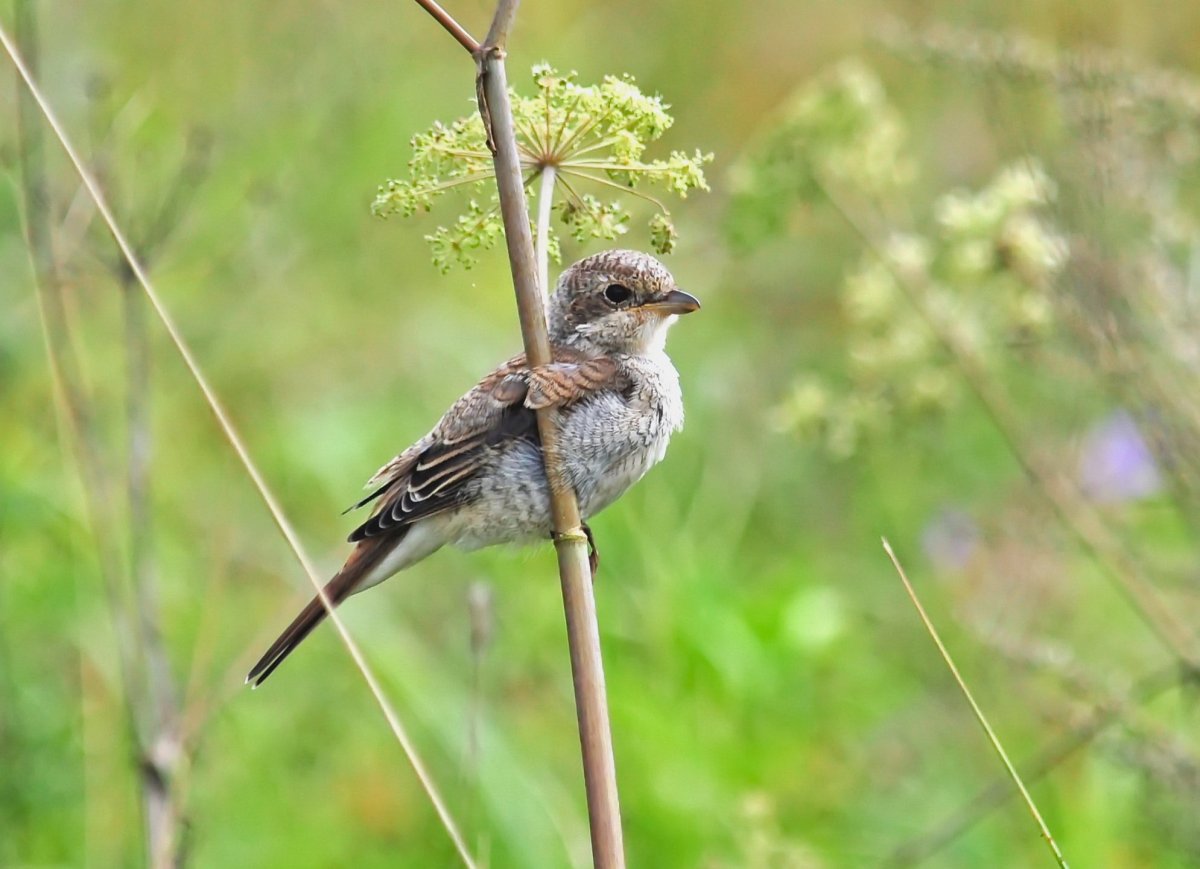 Полевые птиц в Тульской области