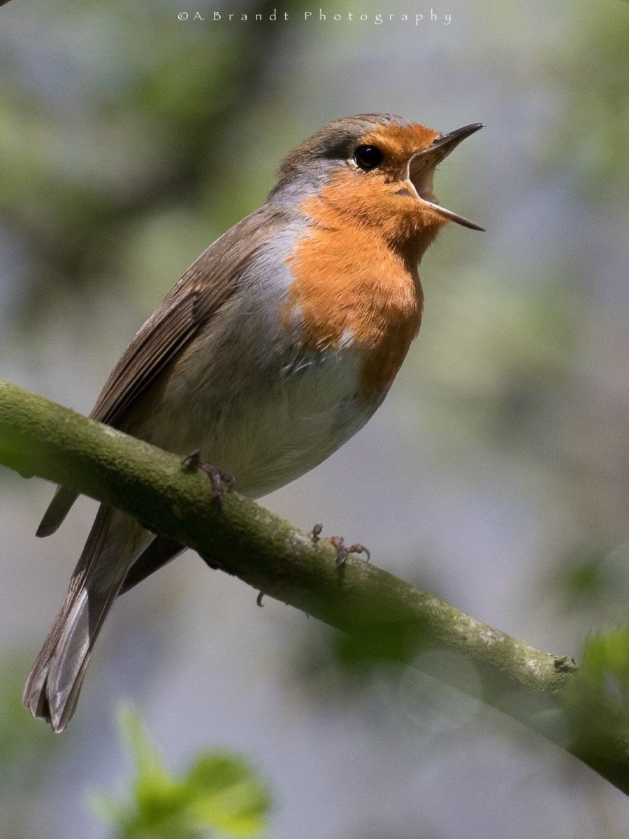 Robin Bird Sings