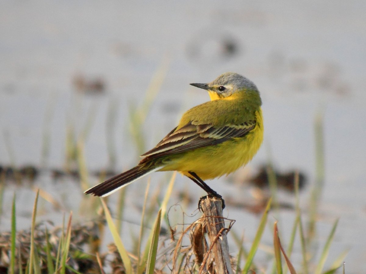 Трясогузка Кировской области