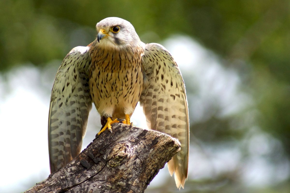 Хищные птицы Ленинградской области Сокол