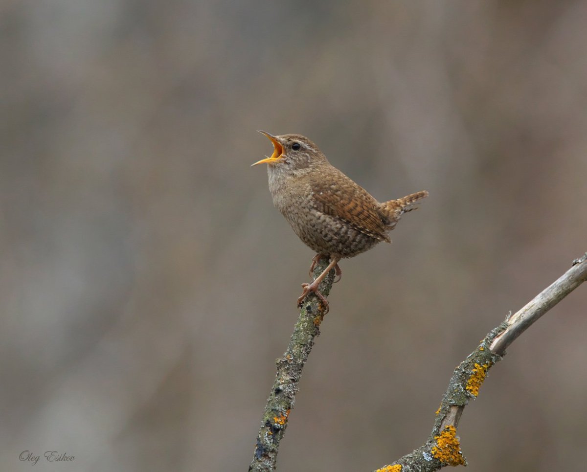 Маленькие птицы Тульской области