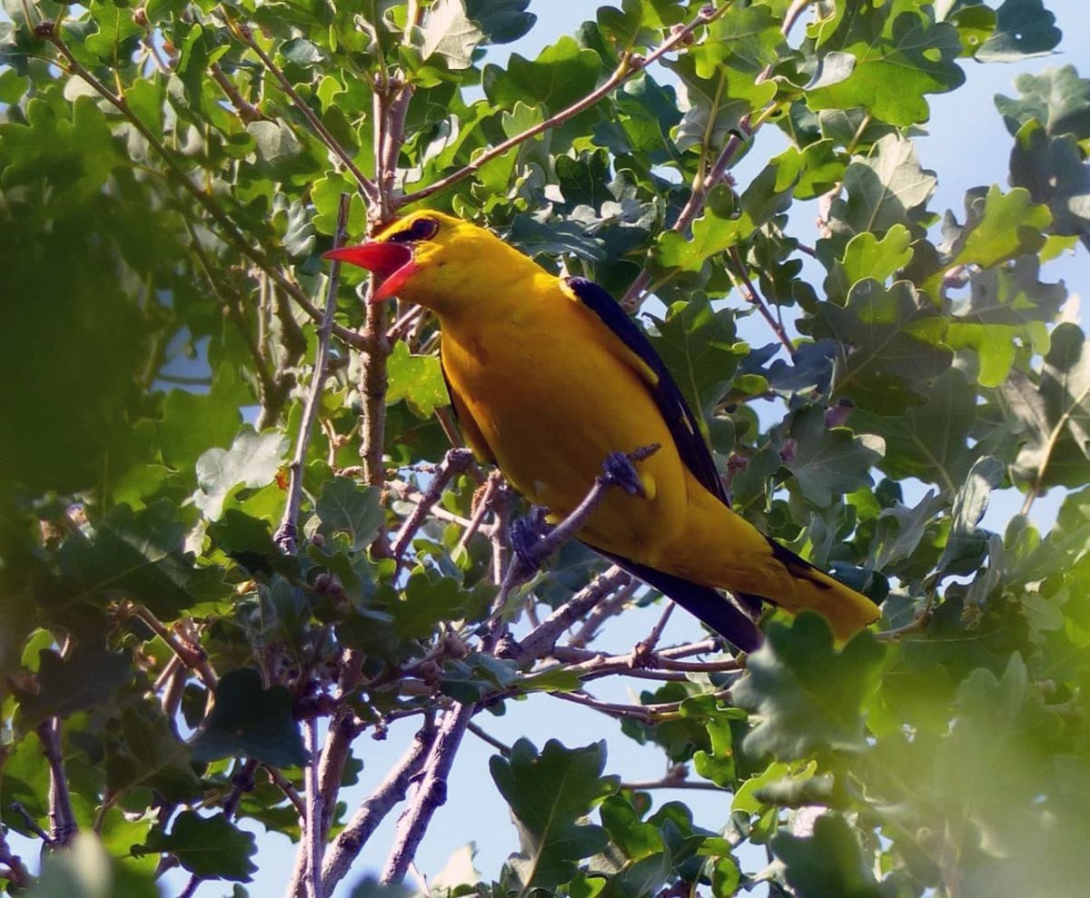 Иволга дерево