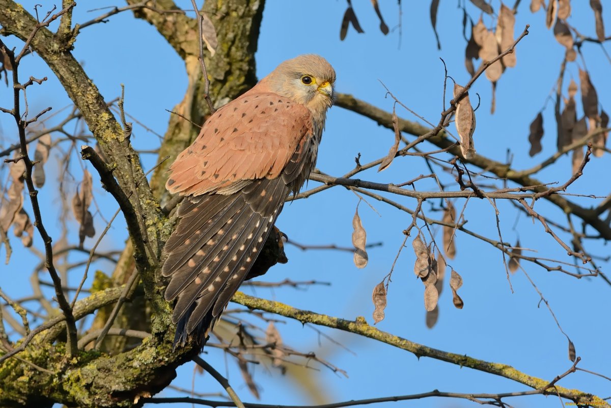 Хищные птицы Тульской области