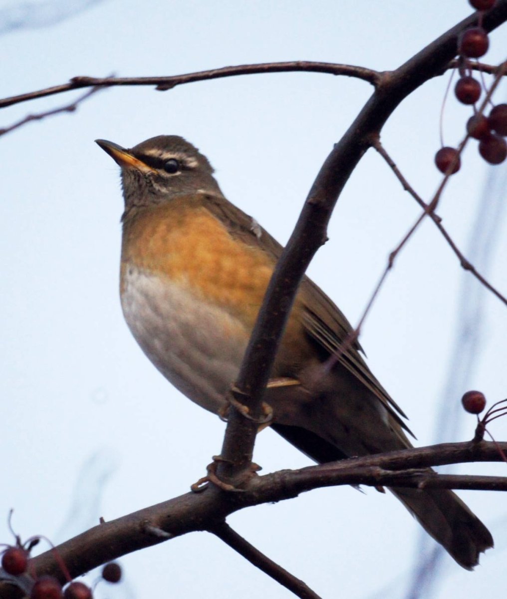 Дрозд Дальневосточный