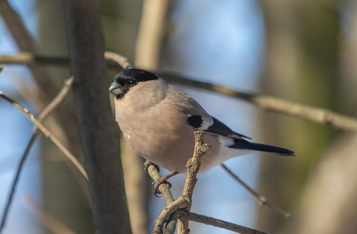 Яркие птицы Тульской области