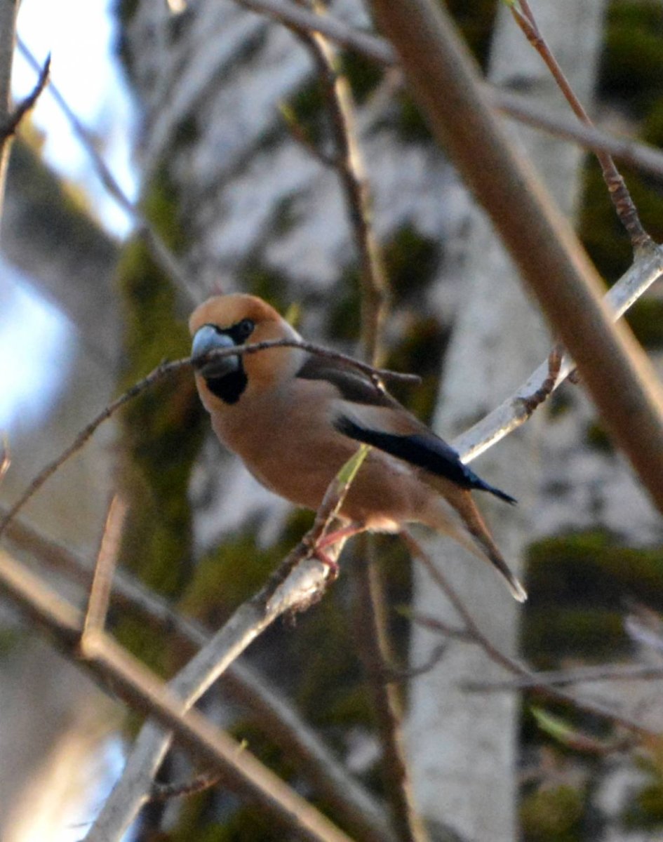 Лесные птицы Тверской области