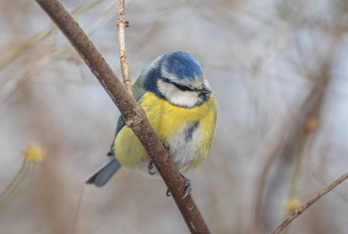 Весенние птички в Тульской области