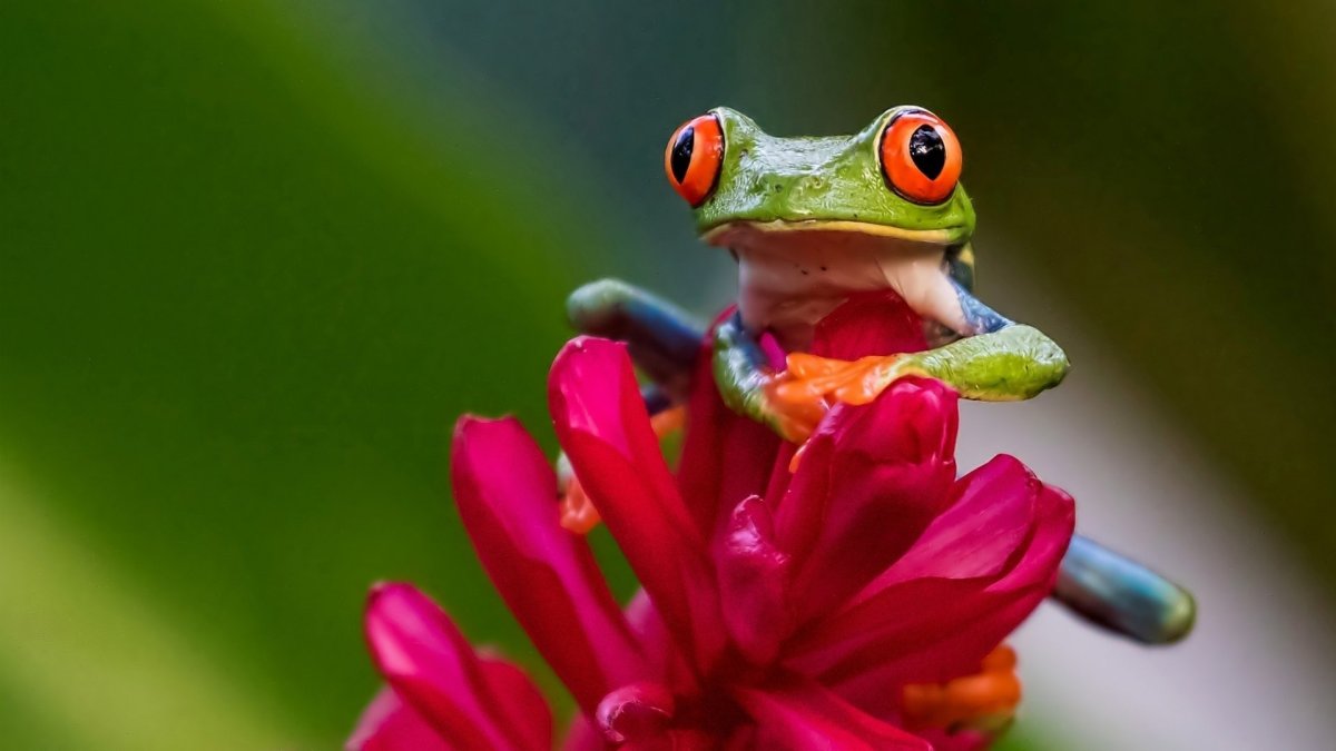 Розовая лягушка