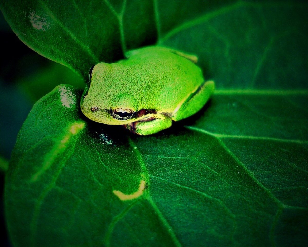 Салатовая лягушка