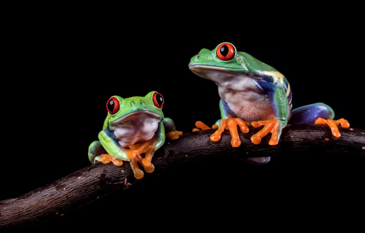 Обои с лягушками