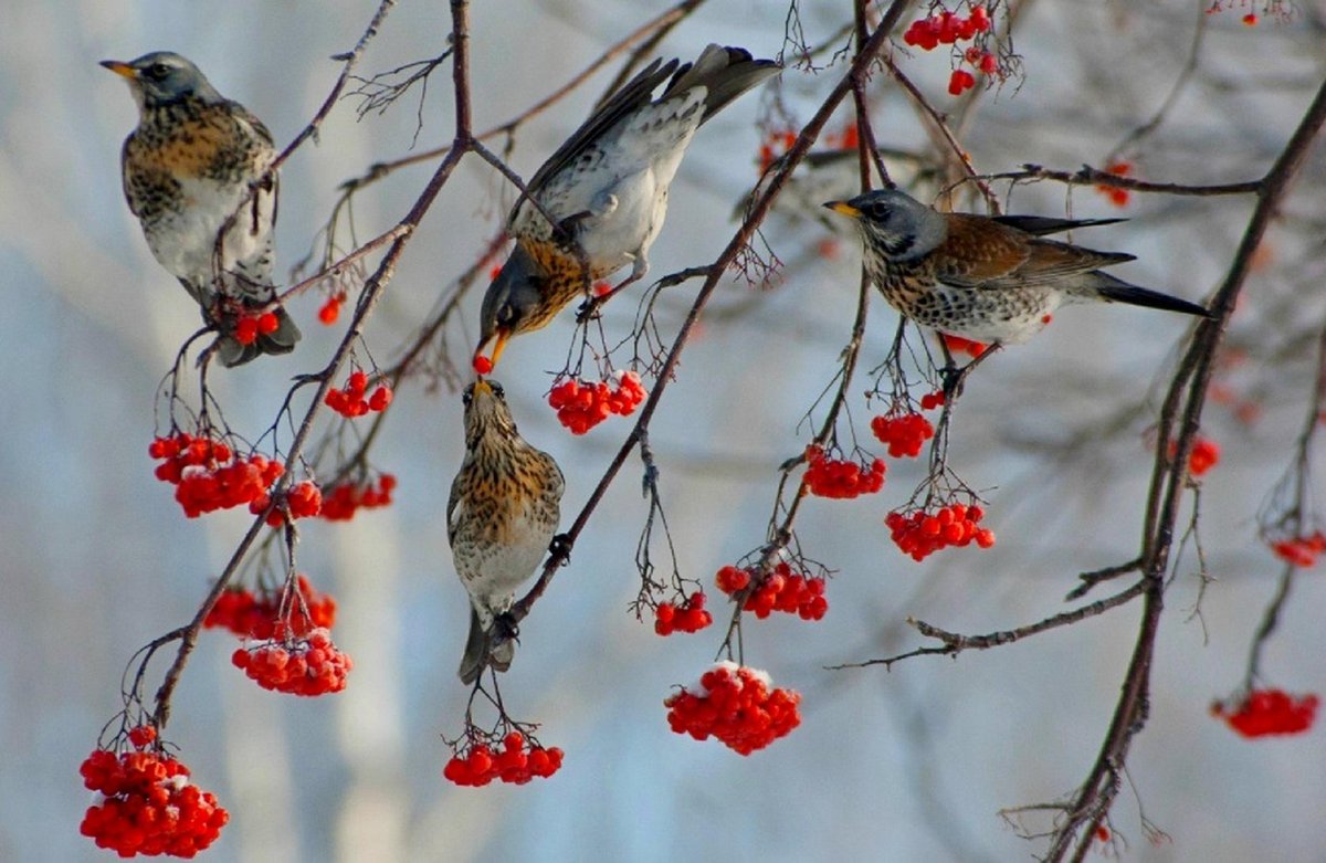 Рябинник стая
