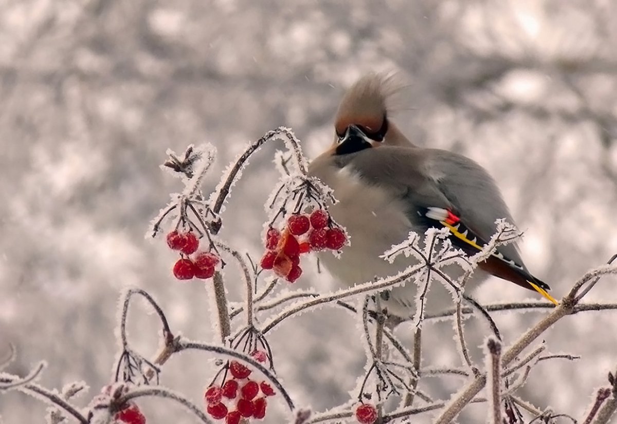 Воробьинообразные зимние