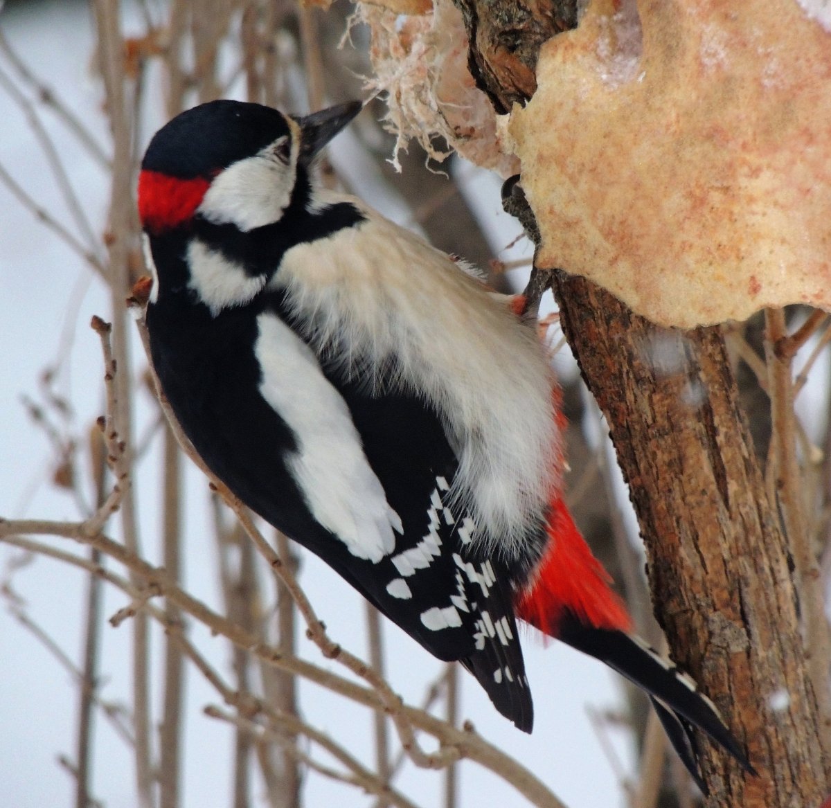 Дятел зимующая птица