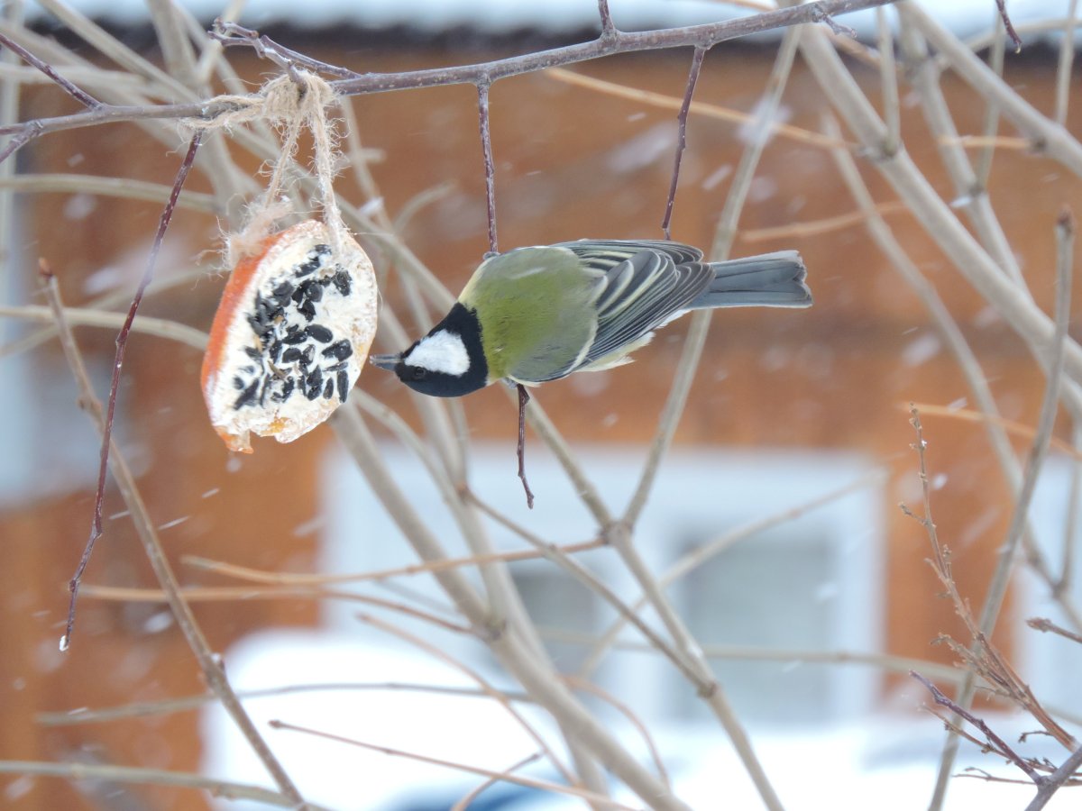 Зимние птички Томской области