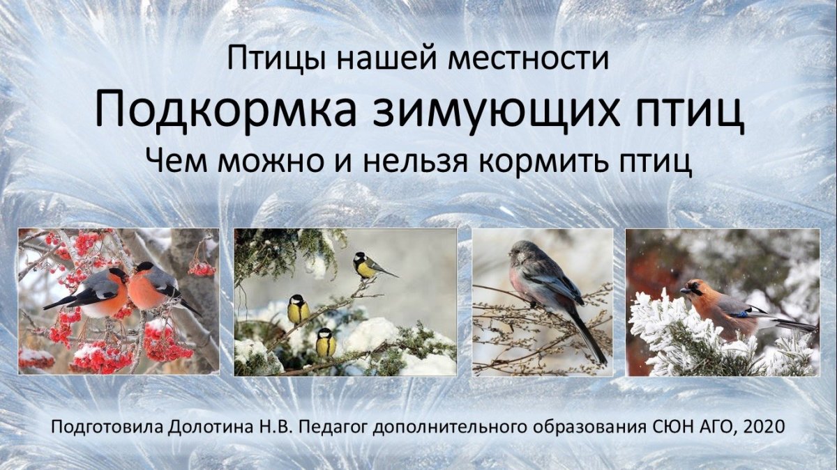 Дневник своего участия в зимней подкормке птиц