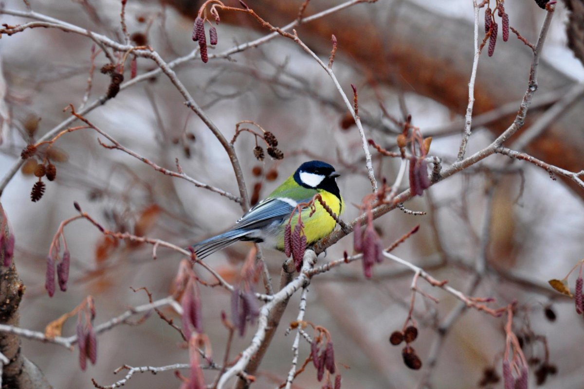 Синичкин день